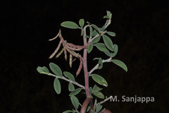 Indigofera oblongifolia